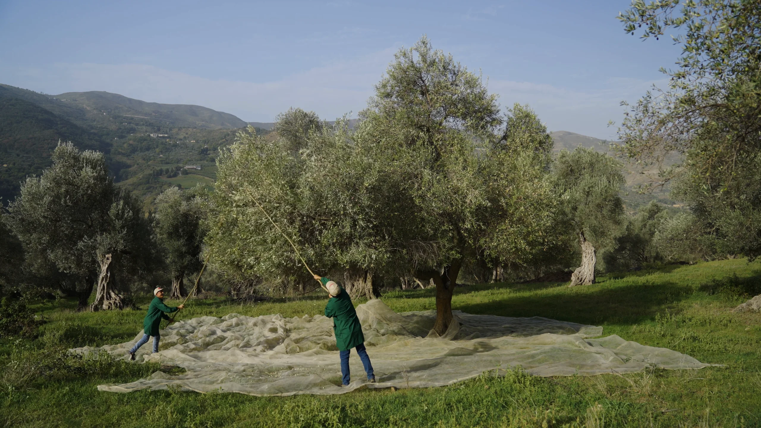 Alberi d’ulivo e raccolta delle olive nel paesaggio siciliano