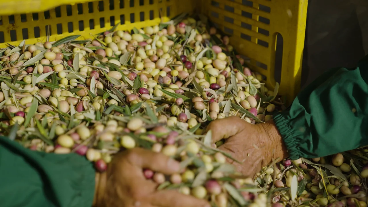 Le olive appena raccolte tra le mani