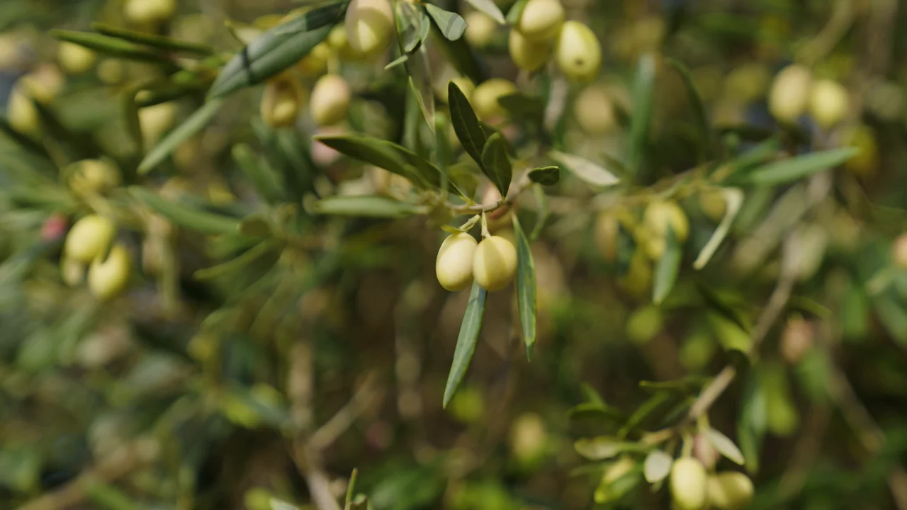 Le olive sui rami negli uliveti ripresi nel film PrimoAmore