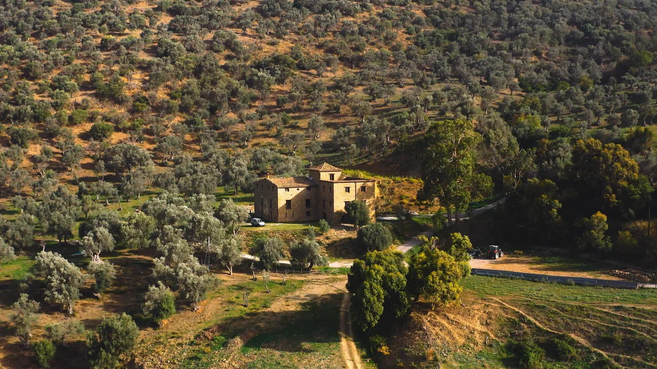 Gli uliveti sulle colline siciliane