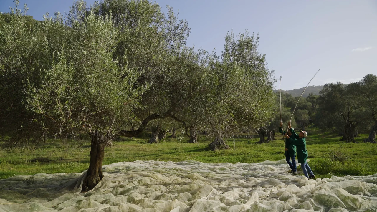 La raccolta delle olive negli uliveti siciliani