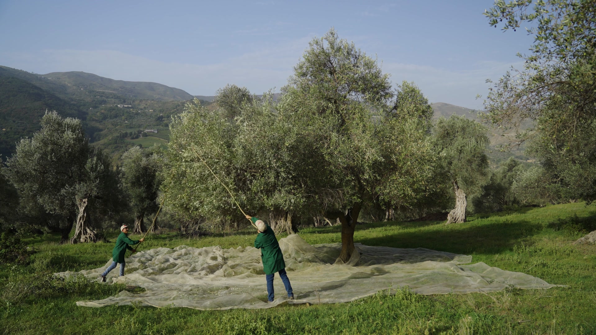 Gli uliveti siciliani durante la raccolta